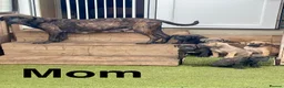Cane Corso dogs for sale: Cane Corso pups for sale - Advert 2