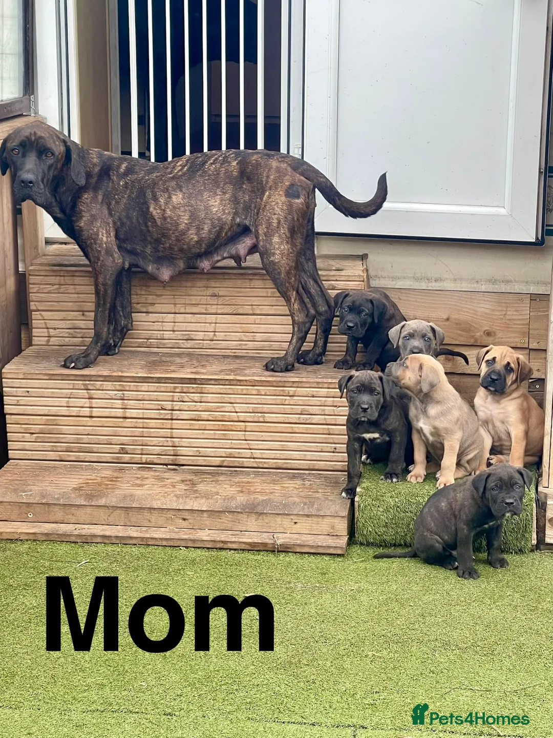 Cane Corso dogs for sale: Cane Corso pups for sale - Advert 2