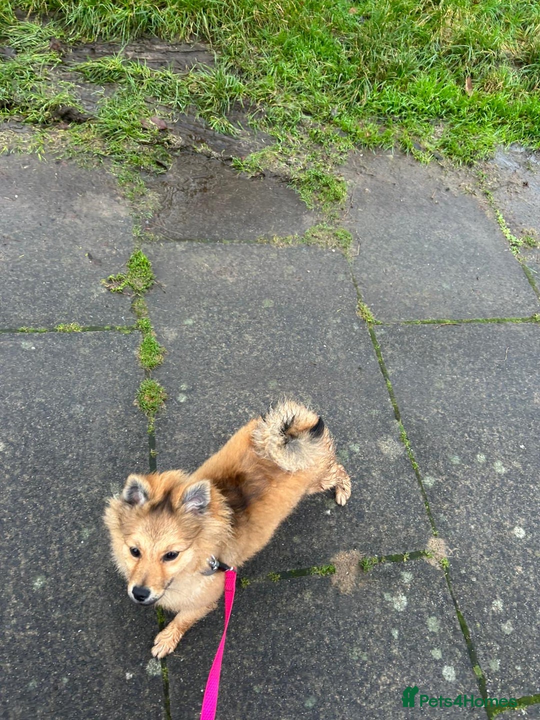 Mixed Breed dogs for sale: *RESERVED* 6 month old Pomeranian mix,m - Advert 2