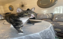 British Shorthair cats for sale: Two Beautiful Loving Male Cats  - Advert 3