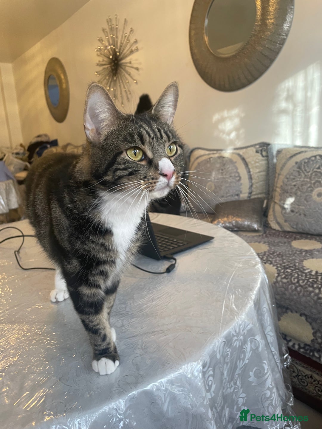 British Shorthair cats for sale: Two Beautiful Loving Male Cats  - Advert 3