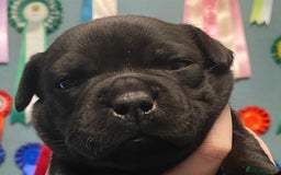 Staffordshire Bull Terrier dogs for sale: UK CHAMPION SIRED Stunning Males For Sale  - Image 8