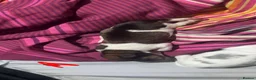 Jackapoo dogs for sale: Jackapoo pups in Kingswinford - Advert 3