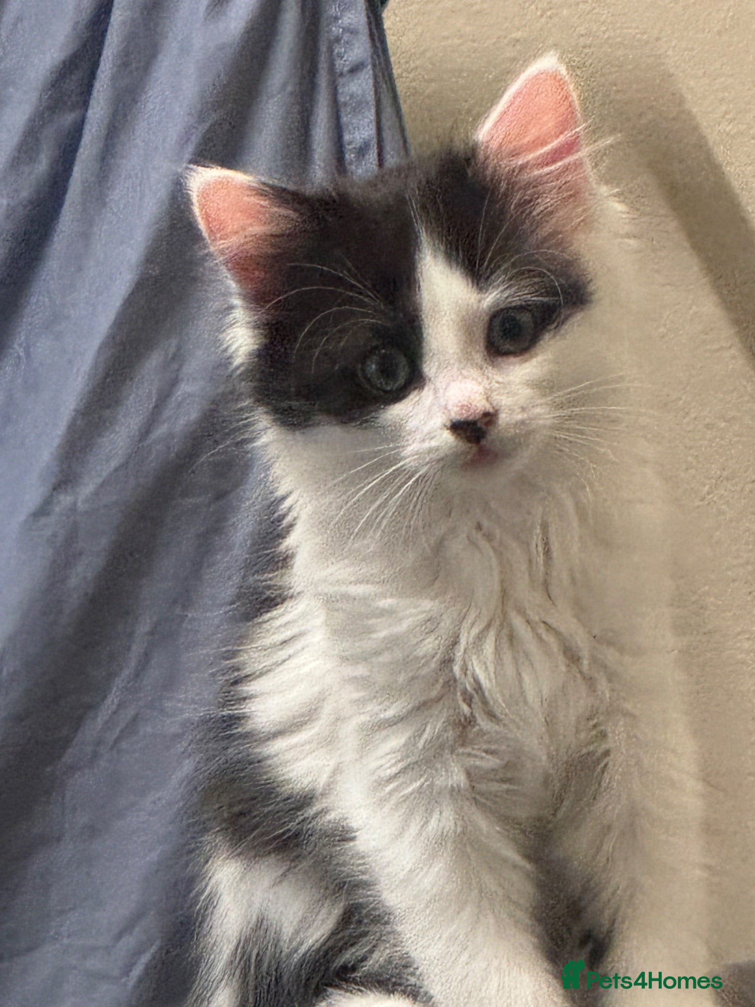 Mixed Breed cats Just female left Beautiful fluffy kittens - Advert 1