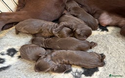 Labrador Retriever dogs for sale: Kc registered chocolate Labradors  - Image 1