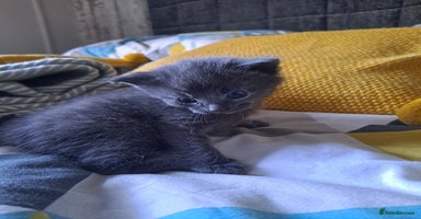 Mixed Breed cats - Advert 11