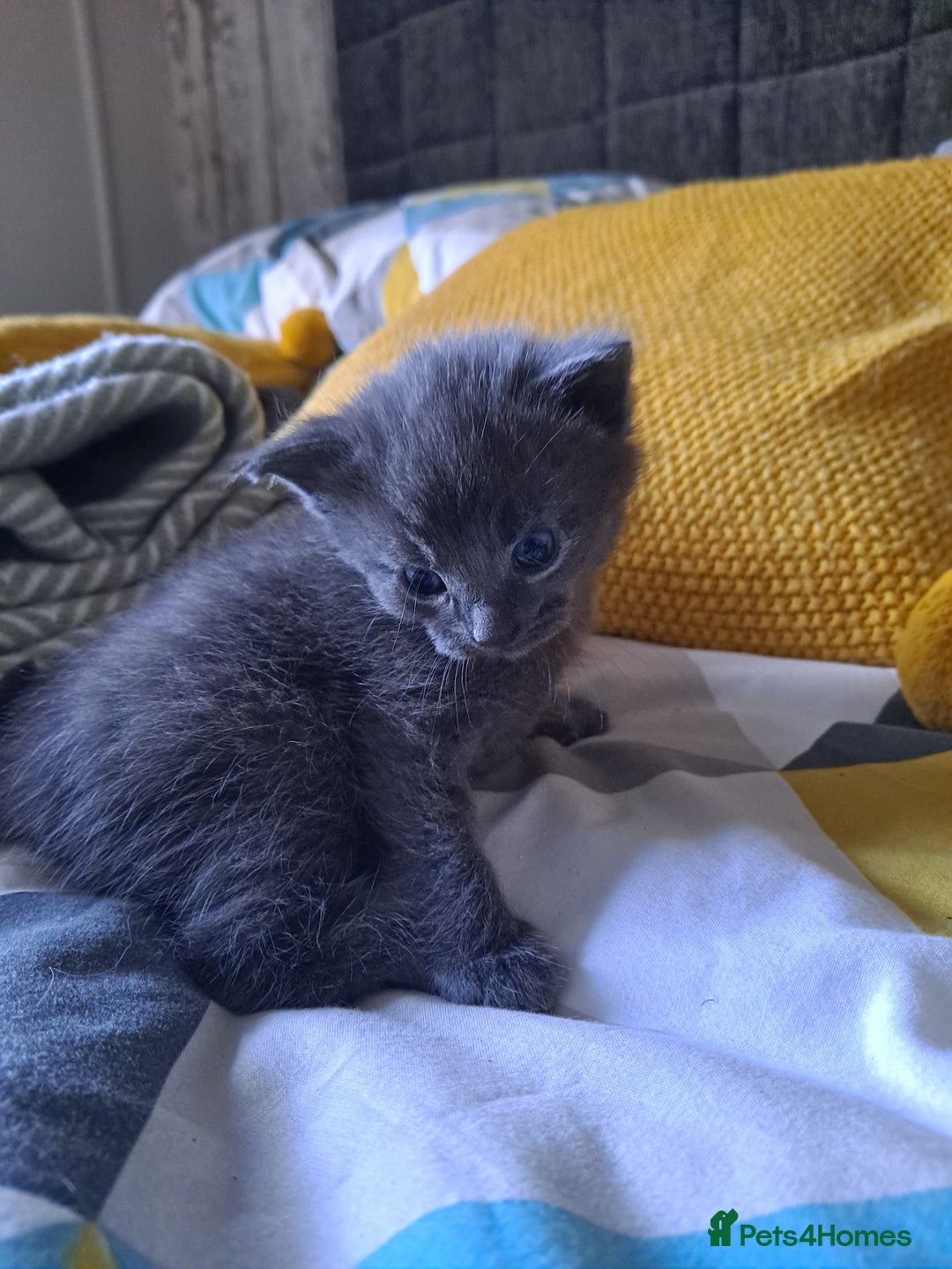 Mixed Breed cats for sale: Beautiful grey fluffy kittens - Image 2