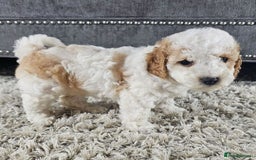 Cavapoo dogs for sale: Beautiful Toy Cavapoo Puppies for sale - Image 4
