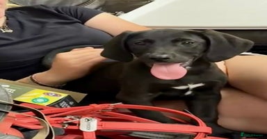 Labrador Retriever dogs - Advert 12