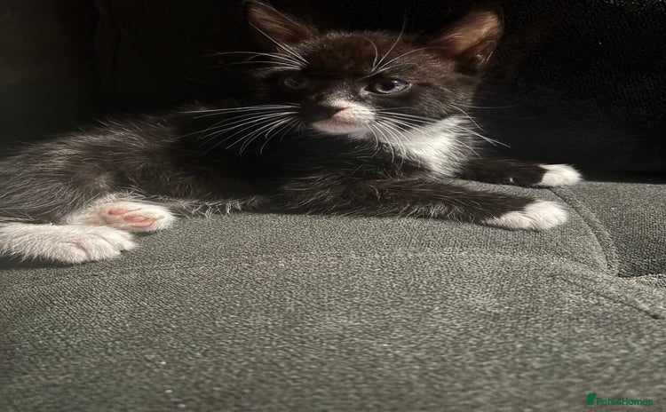 Domestic Shorthair cats - Advert 8