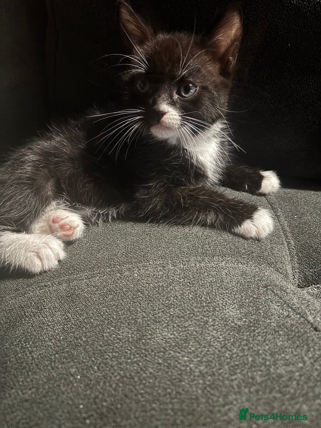 Domestic Shorthair cats for sale: Male kitten  - Image 1