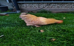 Chickens poultry for sale: Pekin Bantam - Image 3