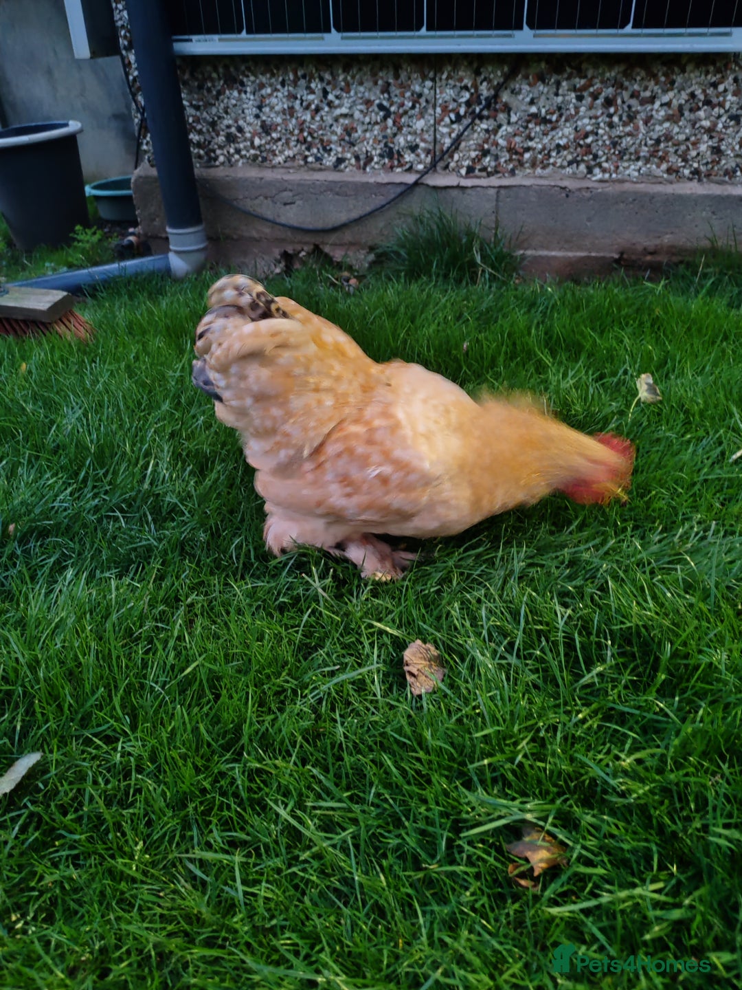 Chickens poultry for sale: Pekin Bantam - Image 3