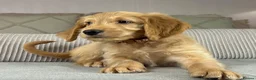 Goldendoodle dogs for sale: BEAUTIFUL HEALTHY LOVING PUPPIES  - Advert 32