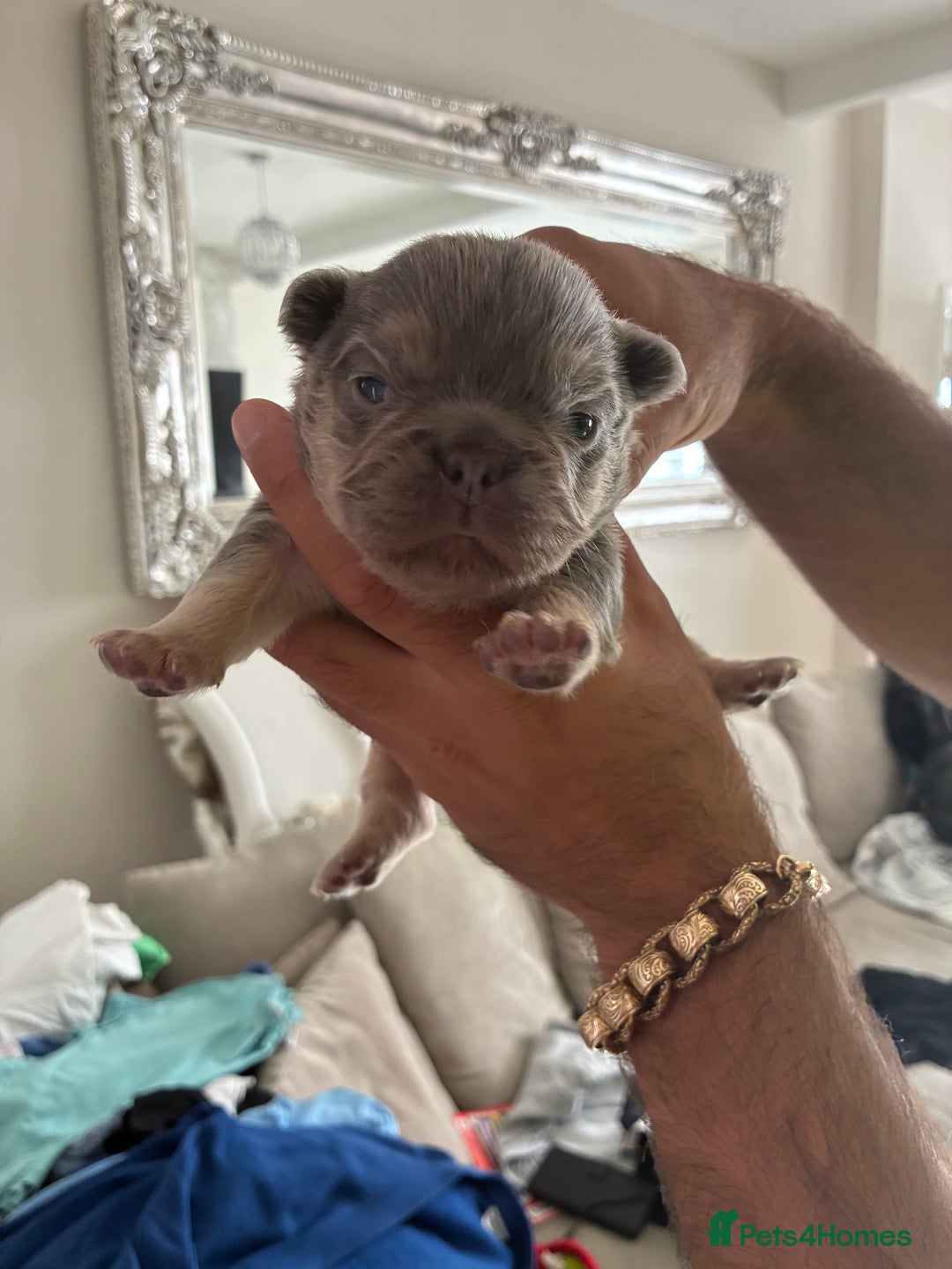 French Bulldog dogs for sale: Visual fluffy French bulldogs  - Image 3