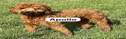 Goldendoodle dogs for sale: Goldendoodles Pups  - Advert 7