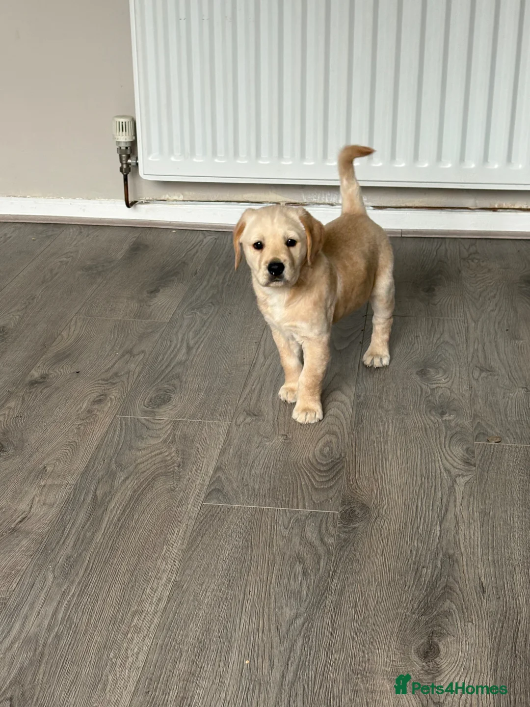 Goldador dogs for sale: Beautiful little Winnie - Advert 3