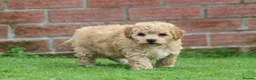 Poochon dogs for sale: Beautiful Poochon puppies for sale  - Advert 28
