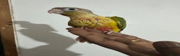 Conures birds for sale: HAND REARED GREEN CHEEKS CONURE  - Advert 10