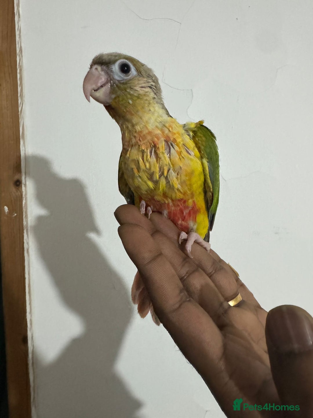 Conures birds for sale: HAND REARED GREEN CHEEKS CONURE  - Advert 10