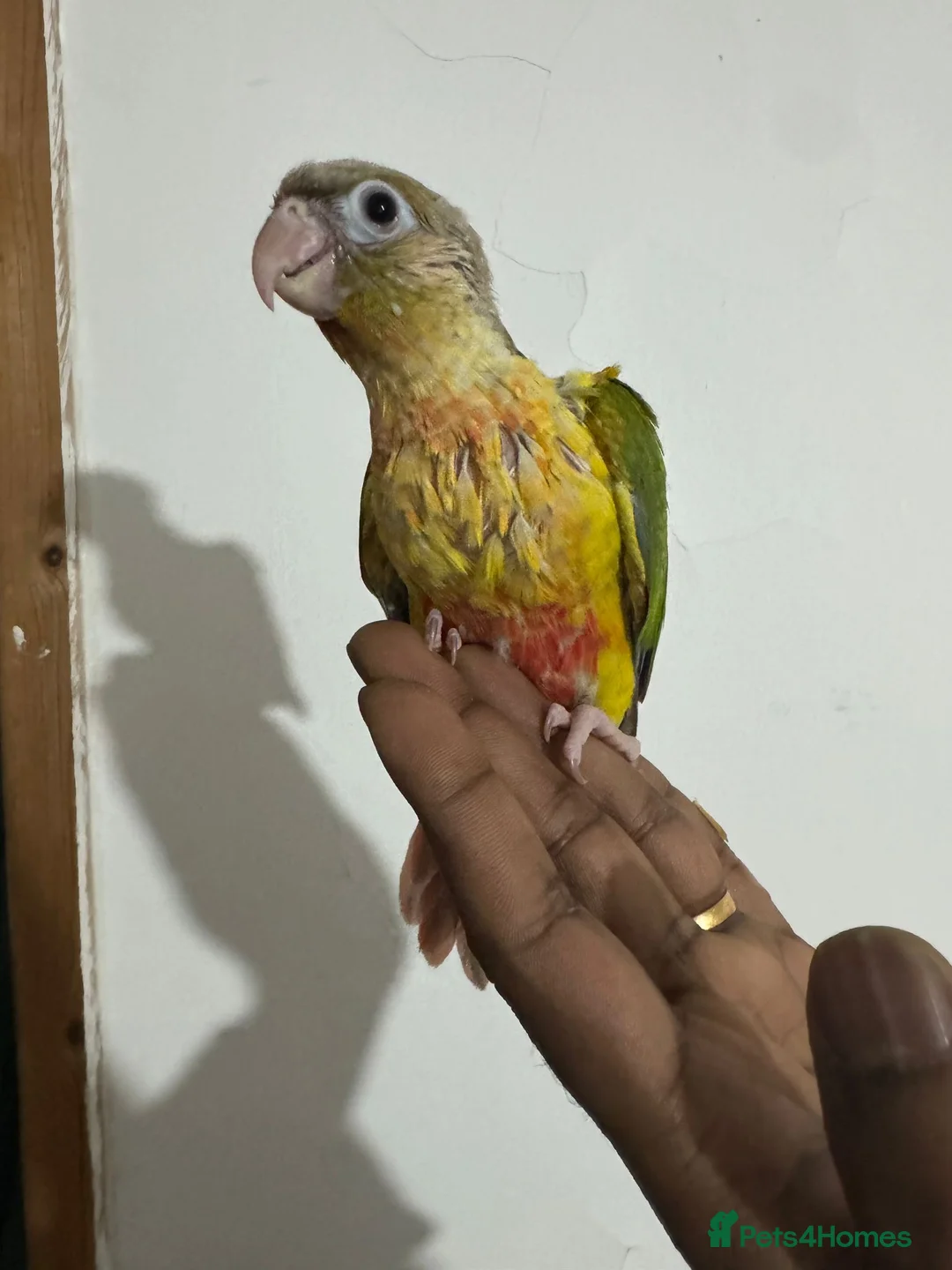Conures birds for sale: HAND REARED GREEN CHEEKS CONURE  - Advert 10