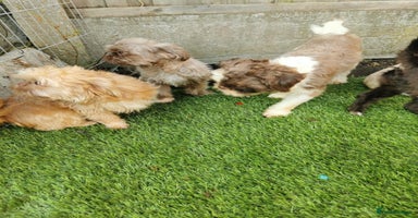 Shih Tzu dogs - Advert 2