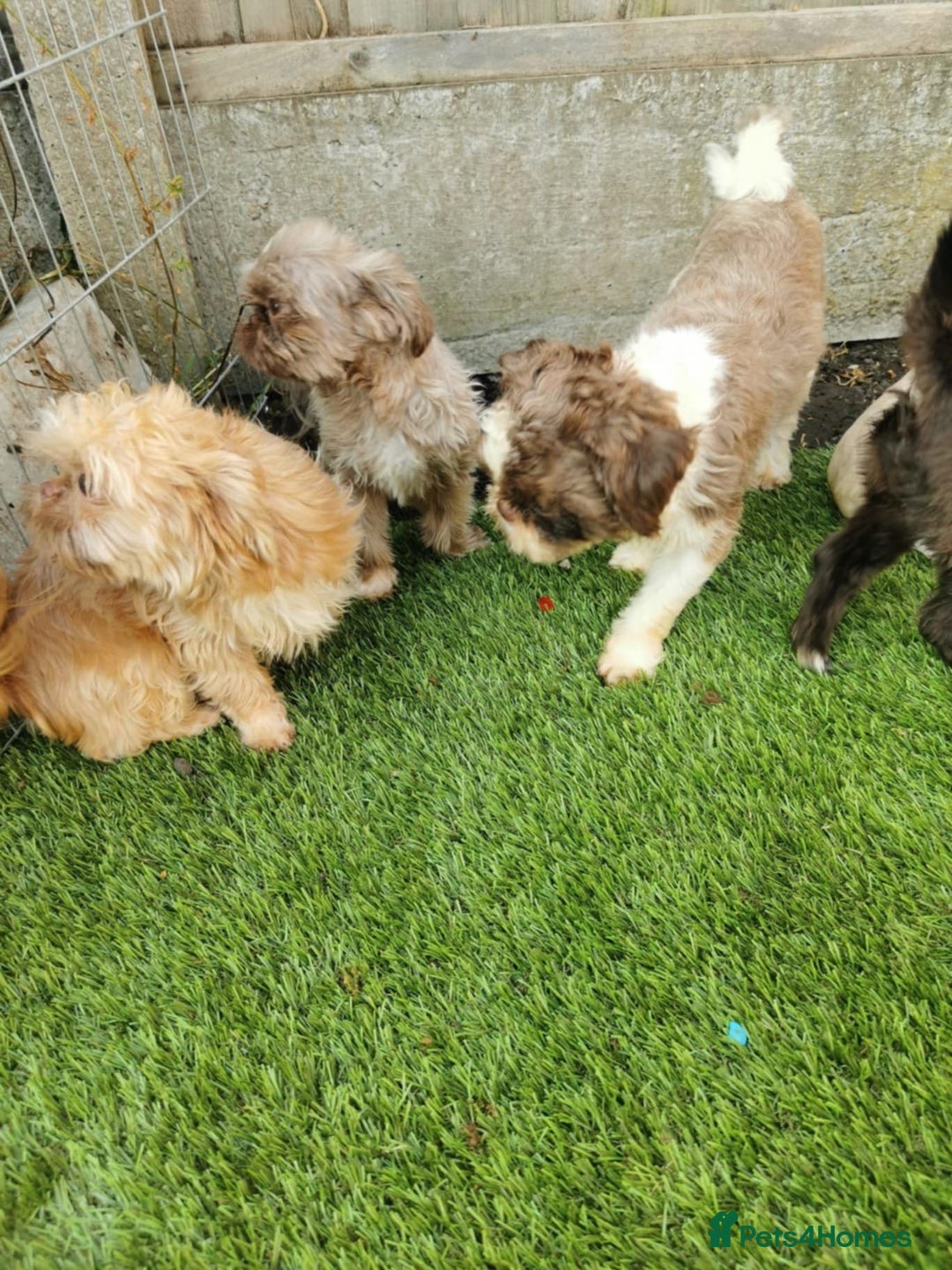 Shih Tzu dogs for sale: Karashishi Imperial Shih Tzu - Image 2