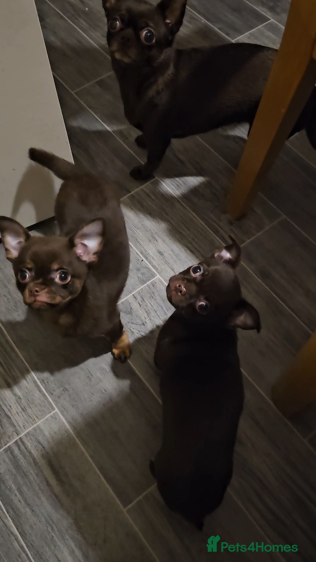 Chihuahua dogs for sale: Chihuahua  - Advert 10