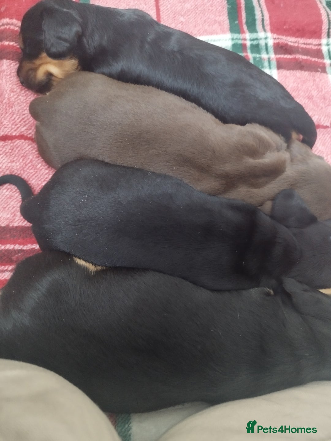 Dachshund dogs for sale: MINIATURE Mini DACHSHUND  - Advert 12