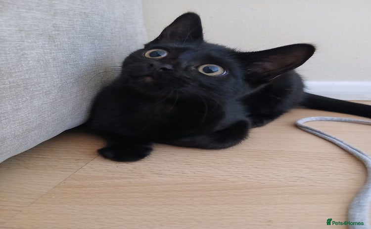 Domestic Shorthair cats - Advert 1