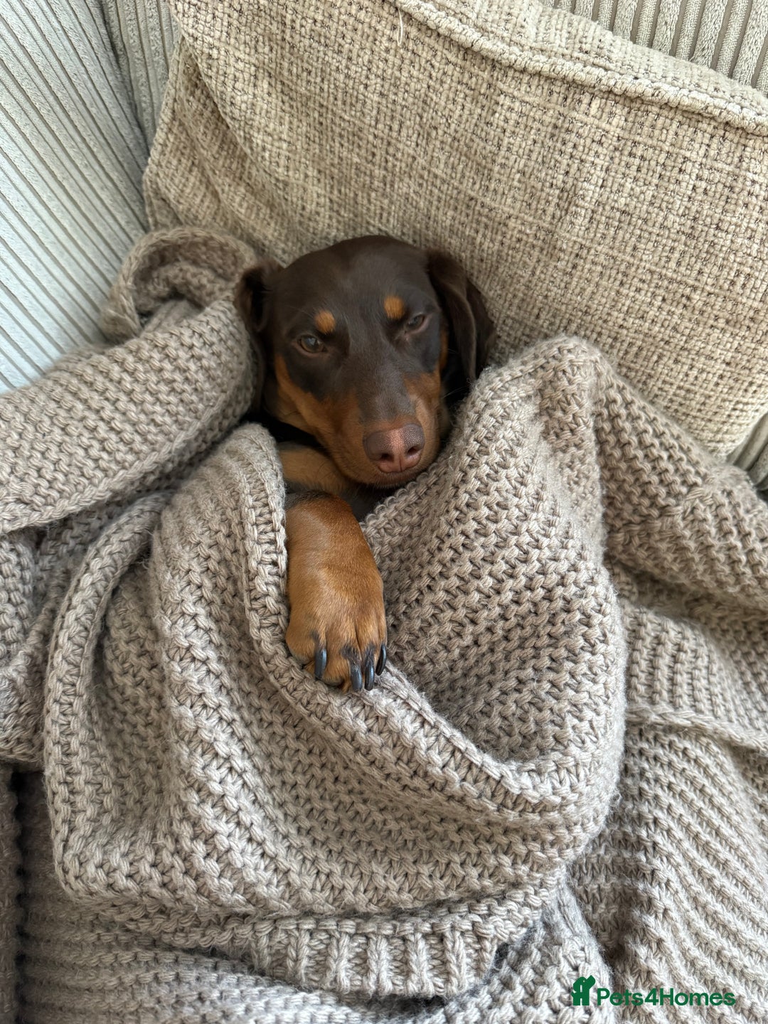 Dachshund dogs for sale: Female dachshund  - Image 3