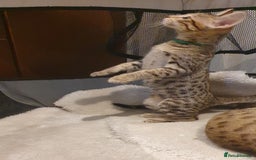 Savannah cats for sale: Fabulous F5 SBT Savannah Kittens! - Image 14