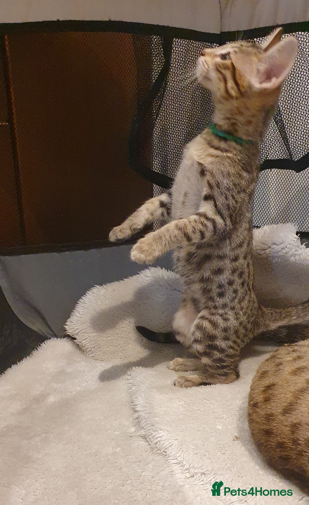 Savannah cats for sale: Fabulous F5 SBT Savannah Kittens! - Image 14
