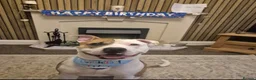 Mixed Breed dogs for sale: Staffie x Boxer - Advert 33