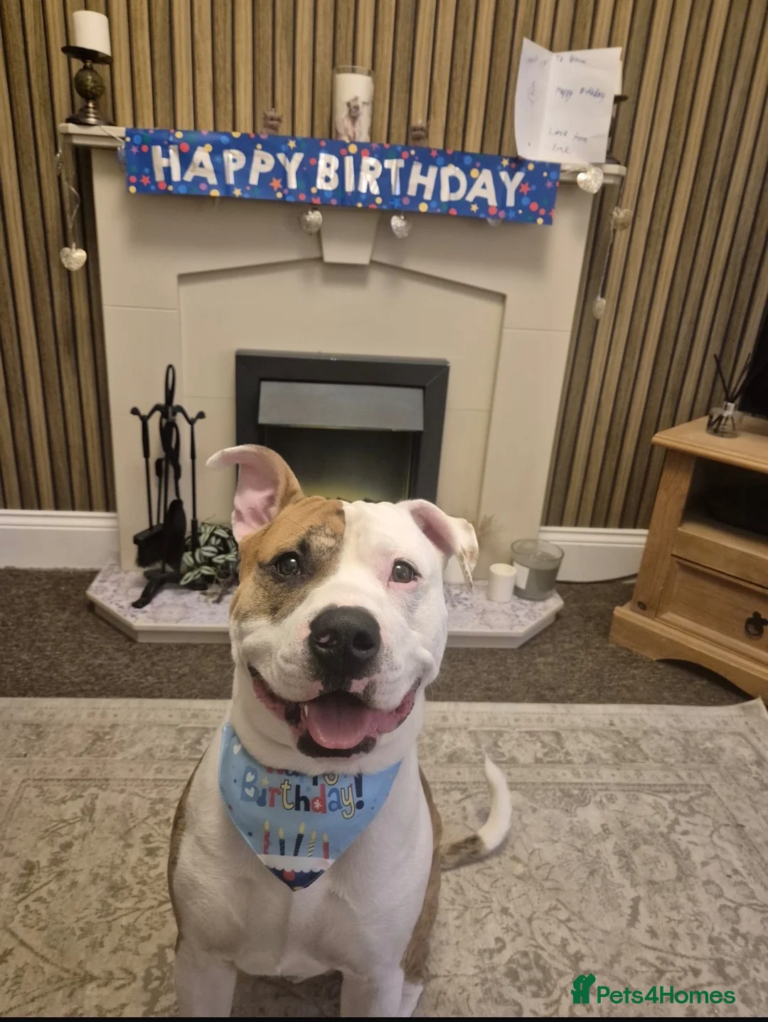 Mixed Breed dogs for sale: Staffie x Boxer - Advert 33