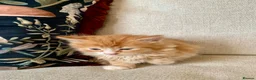 Mixed Breed cats for sale: Kittens Seeking Forever Homes! - Advert 9