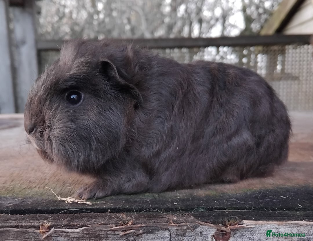 Guinea Pig rodents for sale: Swiss, Dalmation, Self Chocolate Boys and Girls - Advert 17