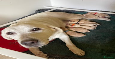 Labrador Retriever dogs - Advert 15