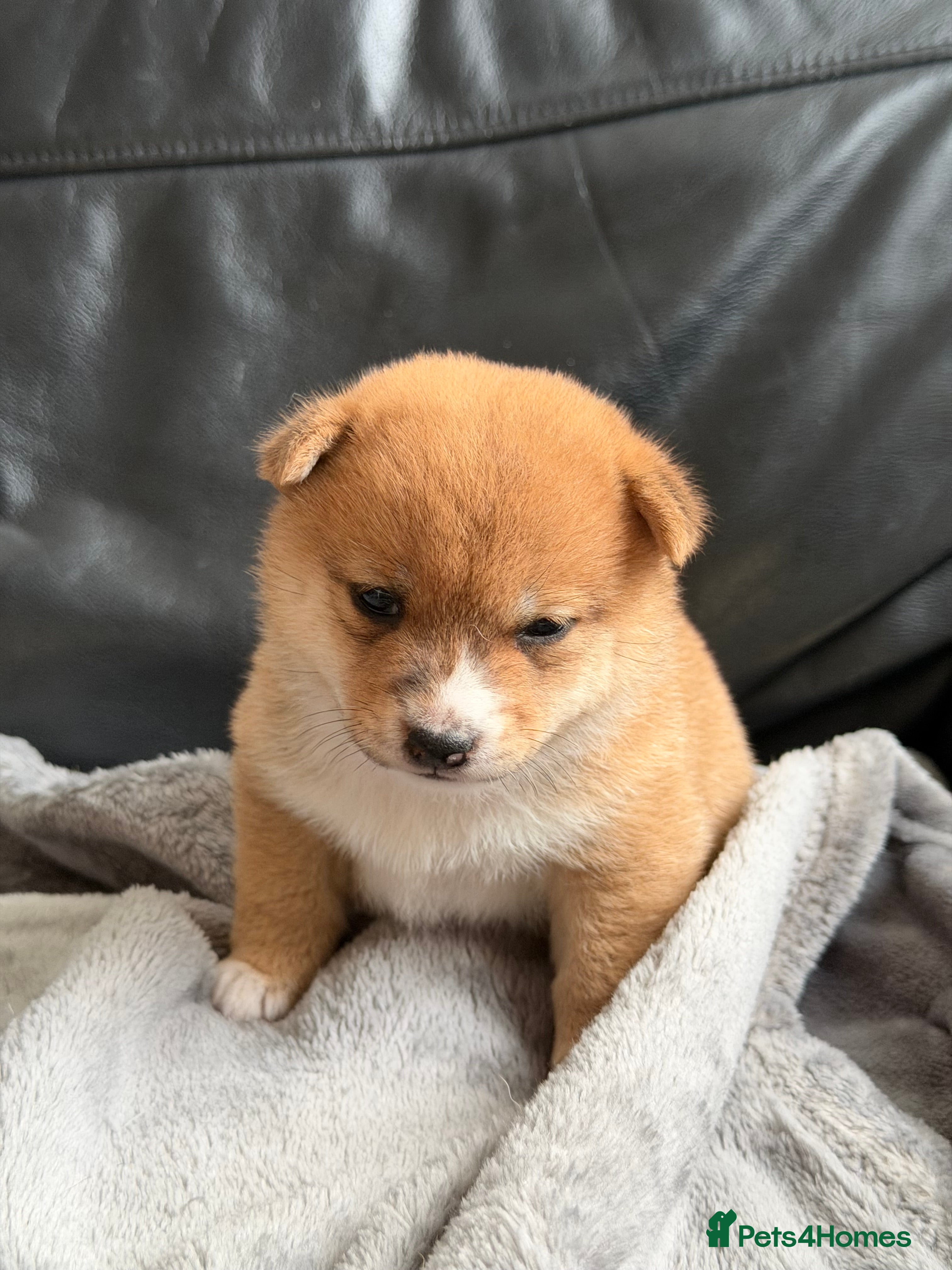 Japanese Shiba Inu dogs for sale: Japanese Mameshiba Inu Puppies Show Grade - Advert 7