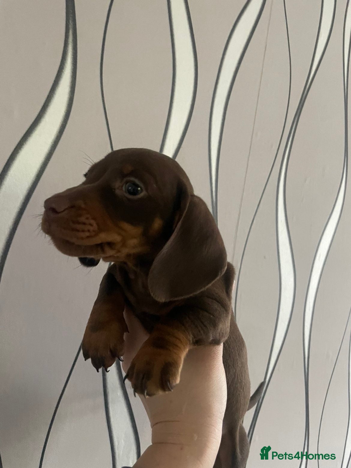 Dachshund dogs Dachshund puppies looking for forever homes🏡 - Advert 2