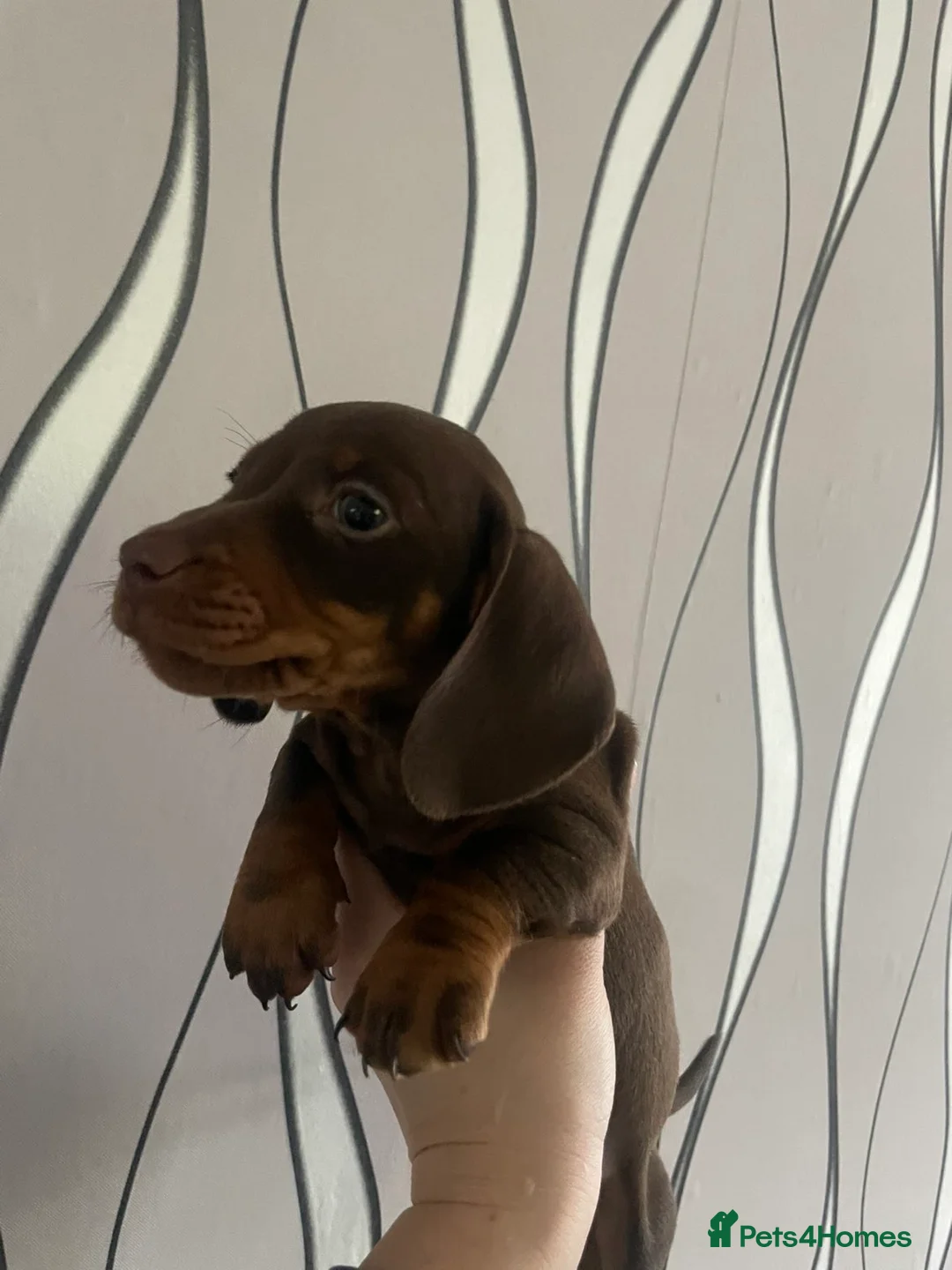 Dachshund dogs for sale: Dachshund puppies looking for forever homes🏡 - Advert 1