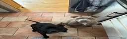 Staffordshire Bull Terrier dogs for sale: Darcy - Advert 8