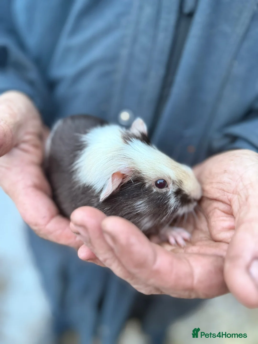Guinea Pig rodents for sale: 20 guinea pigs for sale  - Advert 13