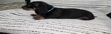 Dachshund Puppy 2