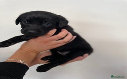 Labrador Retriever dogs for sale:  🐾Gorgeous BLack Labrador Puppies 🐾 - Advert 21