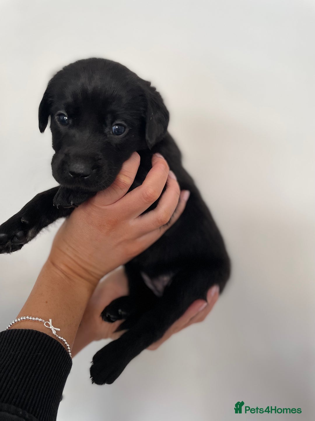 Labrador Retriever dogs for sale:  🐾Gorgeous BLack Labrador Puppies 🐾 - Advert 21