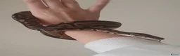 Snake reptiles for sale: Stunning Female Leopard Ball Python - Advert 8
