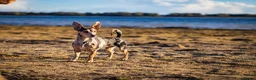 Jackshund dogs for sale: Jack Russell X dachshund for sale - Advert 5