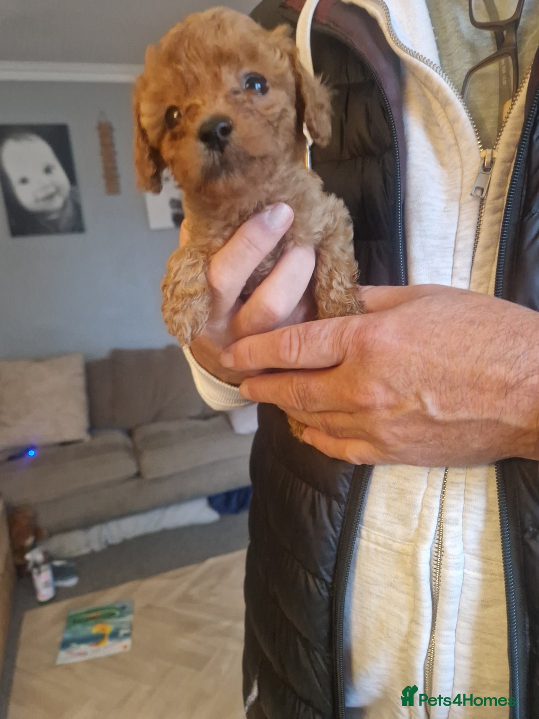 Cavapoochon dogs for sale: Cavapoochon puppies available  - Image 14