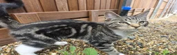 Mixed Breed cats for sale: Cross Maine Coon for sale - Advert 6